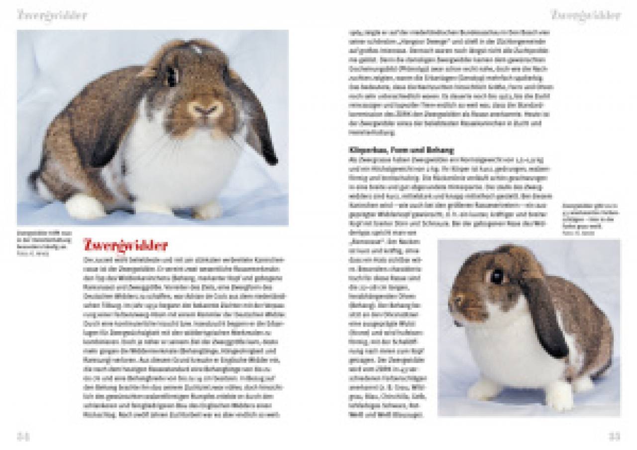Rassekaninchen
